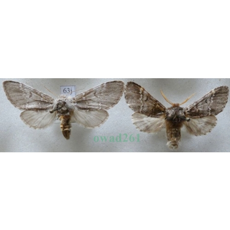 Drymonia ruficornis (Hufnagel, 1766) pair Dąbrówka chaonia Czech63j
